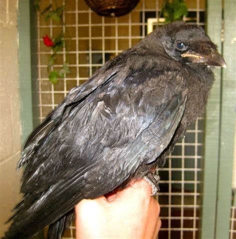 03 and 0. . Jackdaw as a pet uk